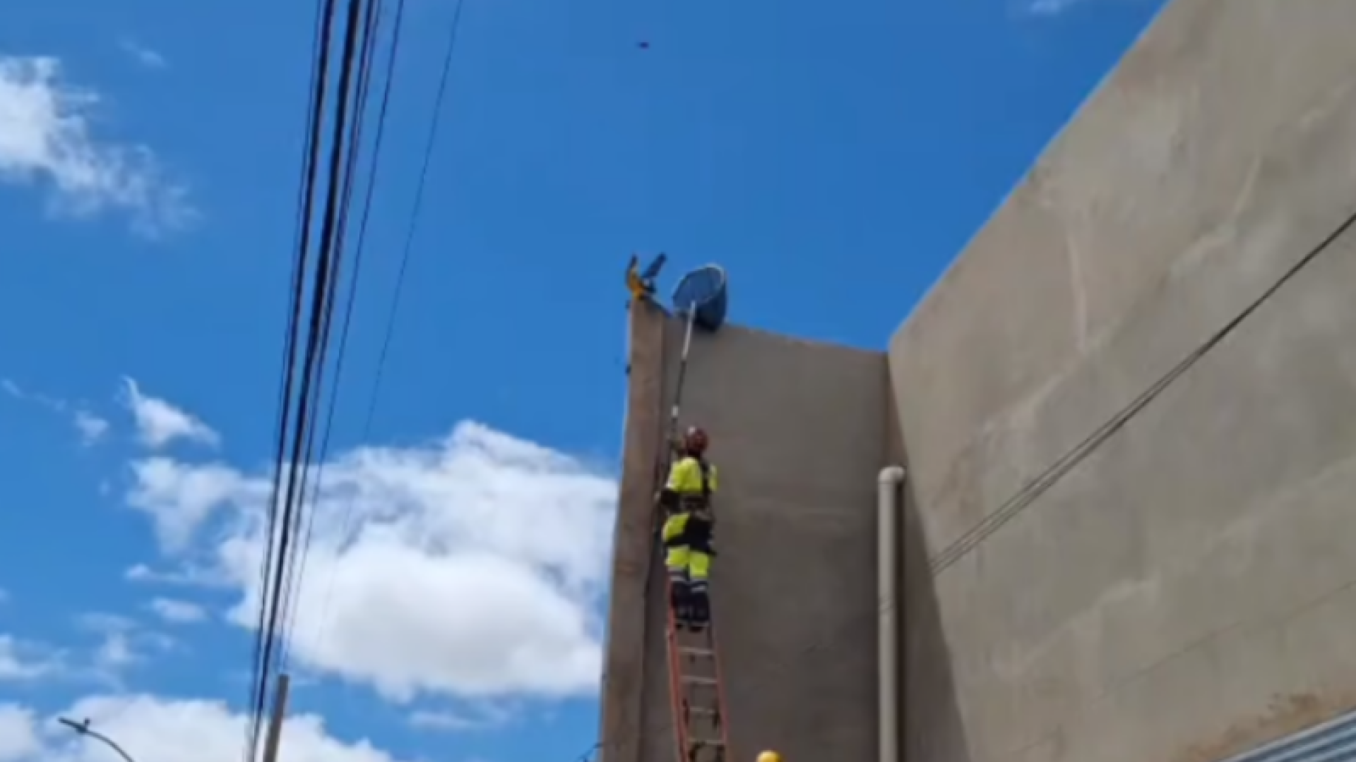 Arara-canindé de estimação foge e é resgatada pelos bombeiros em Uberaba