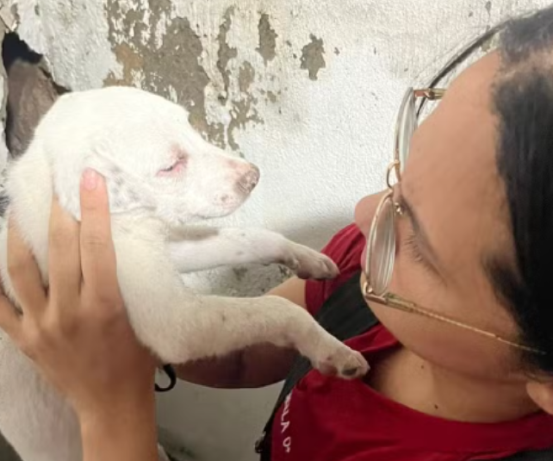 Filhote de cachorro é resgatado pelos bombeiros após ficar preso entre paredes em Manaus