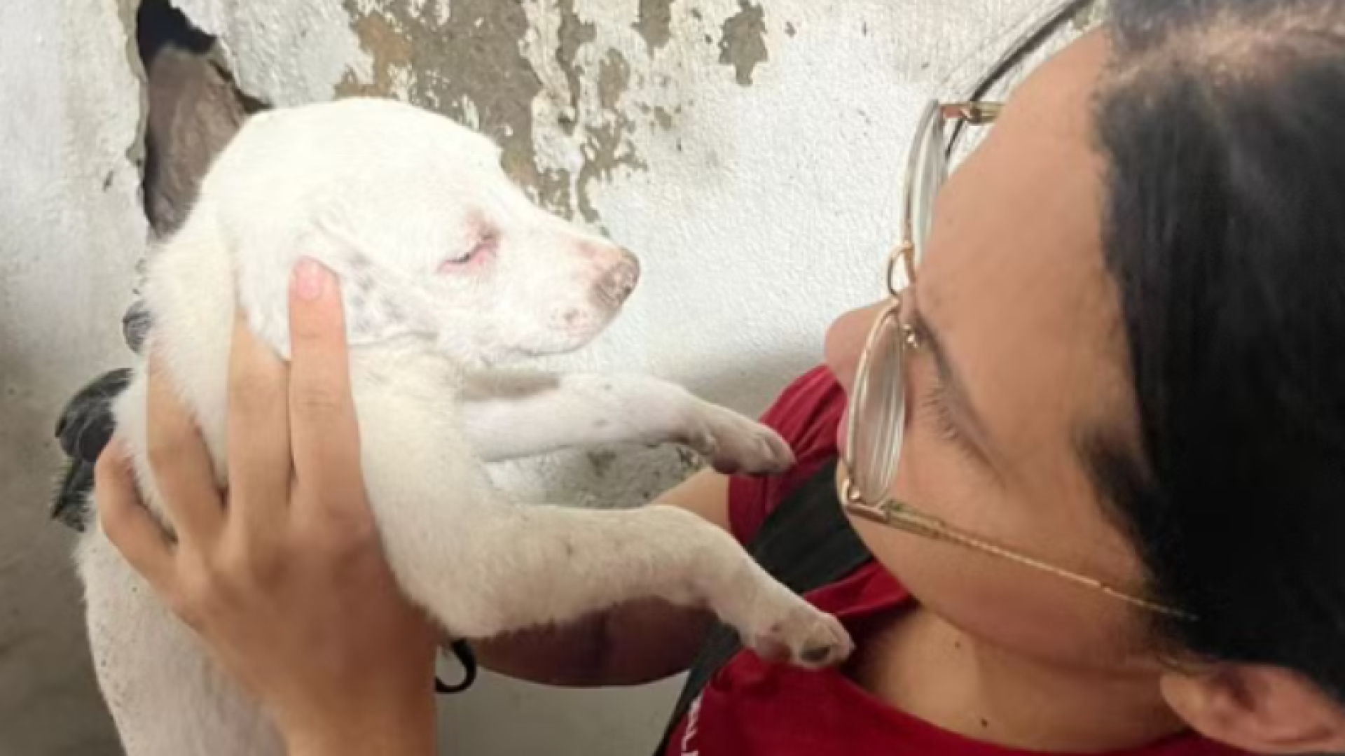 Filhote de cachorro é resgatado pelos bombeiros após ficar preso entre paredes em Manaus