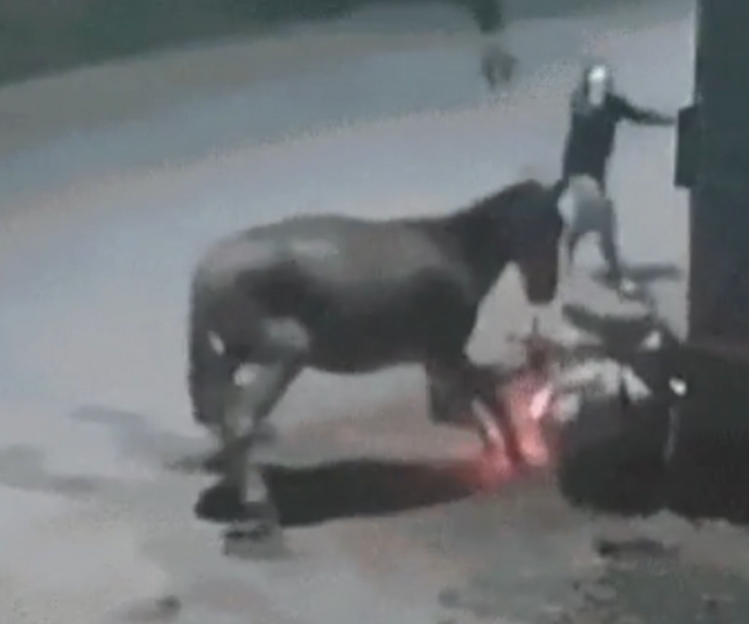 Motociclista é derrubado por cavalo solto e assaltado em seguida por criminosos em Imperatriz