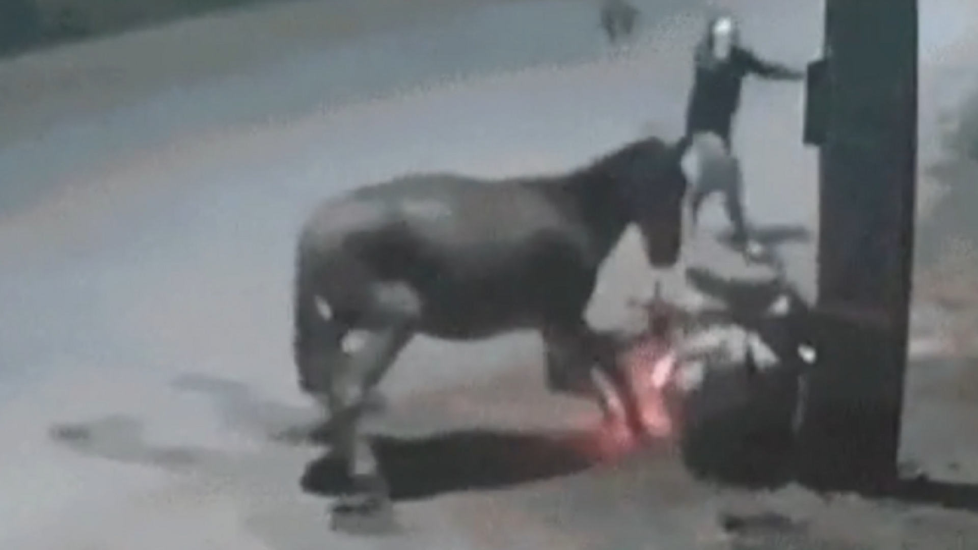 Motociclista é derrubado por cavalo solto e assaltado em seguida por criminosos em Imperatriz