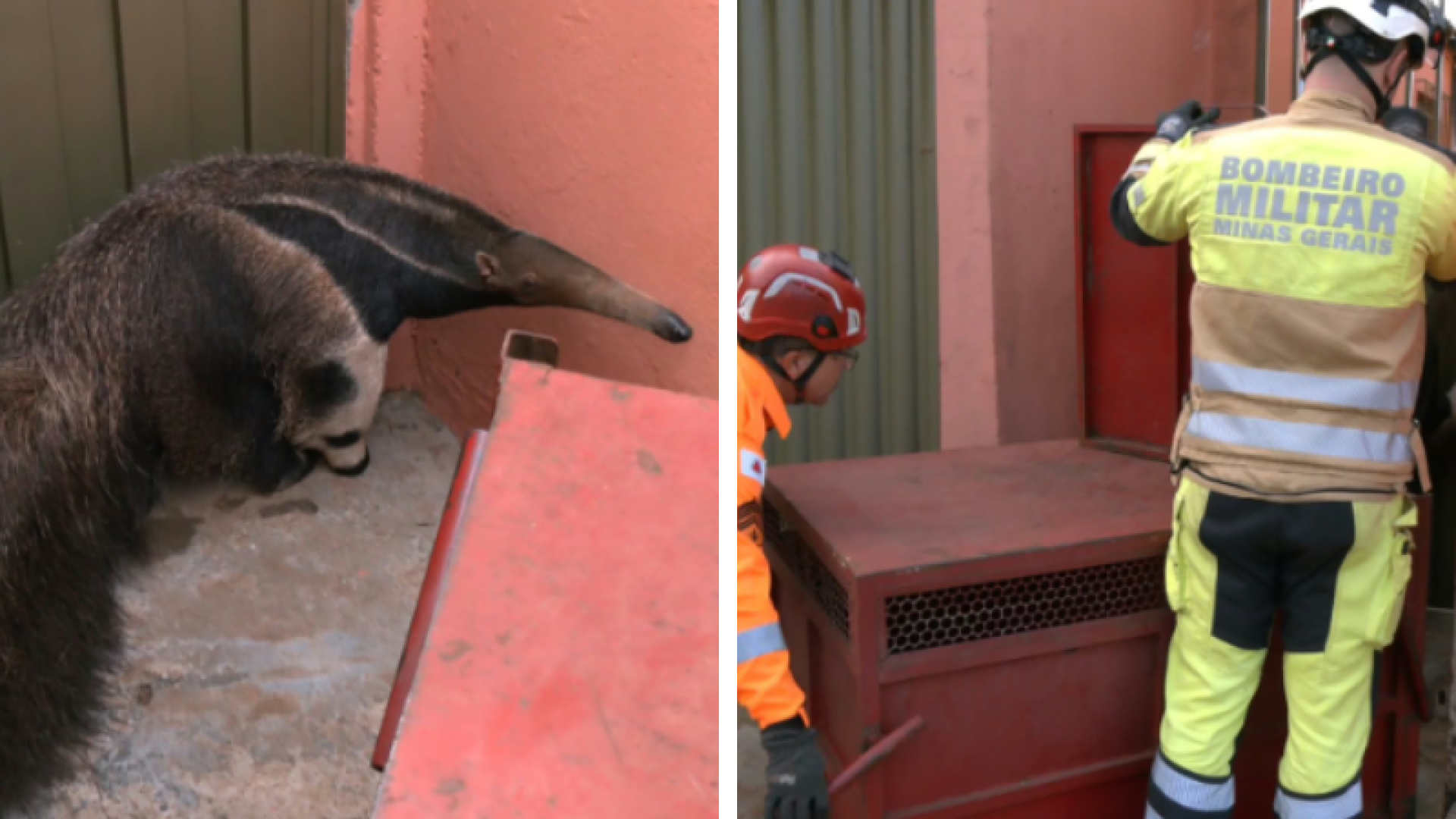 Tamanduá-bandeira surpreende moradores ao dormir em calçada e é resgatado em Uberlândia