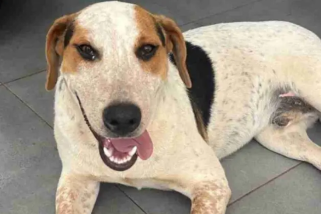 Amado por todos, abandonado pela lei: cão Abacate morre vítima de tiro
