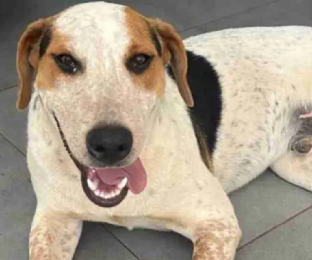 Amado por todos, abandonado pela lei: cão Abacate morre vítima de tiro
