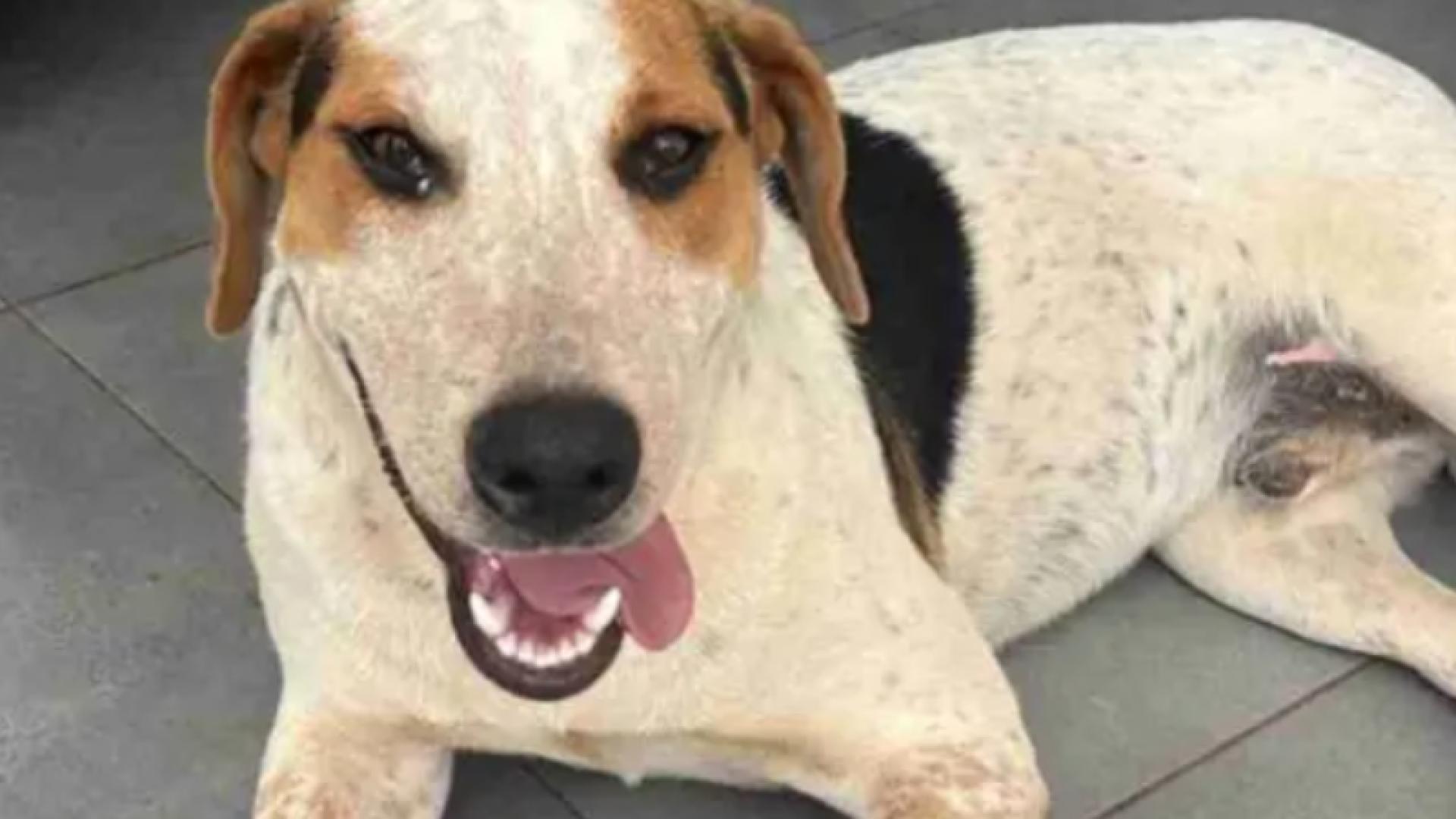 Amado por todos, abandonado pela lei: cão Abacate morre vítima de tiro