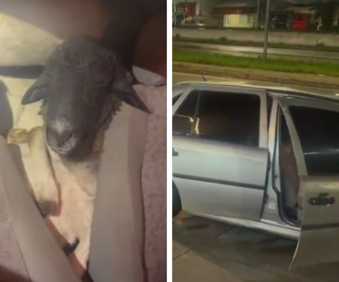 PRF encontra carro com 18 bodes amontoados e sete mortos em Caruaru