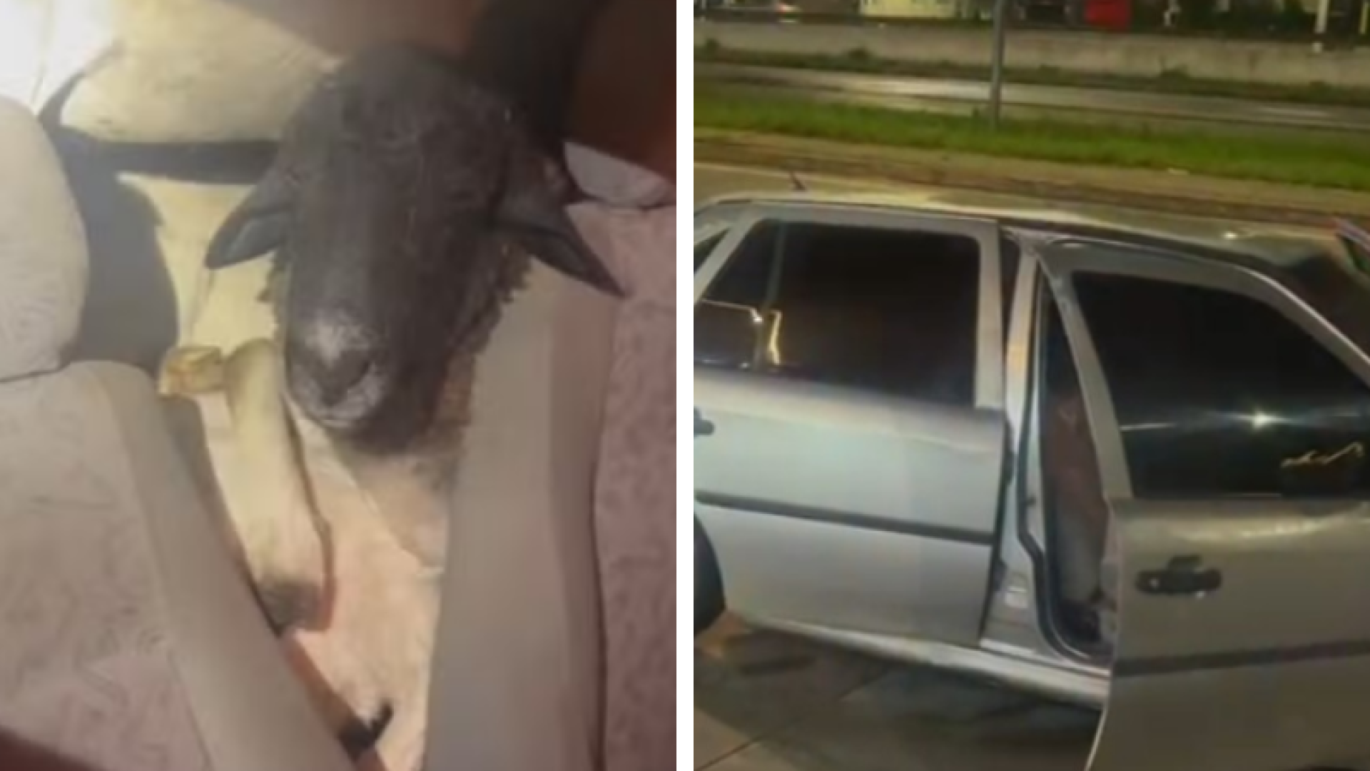 PRF encontra carro com 18 bodes amontoados e sete mortos em Caruaru