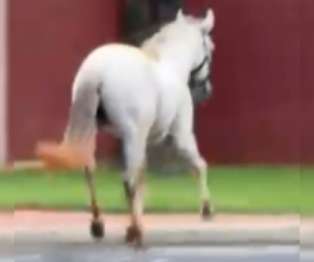 Cavalo solto corre por avenida movimentada e assusta moradores em Uberlândia (MG)
