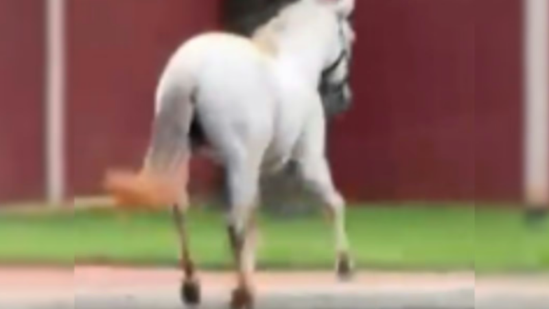 Cavalo solto corre por avenida movimentada e assusta moradores em Uberlândia (MG)