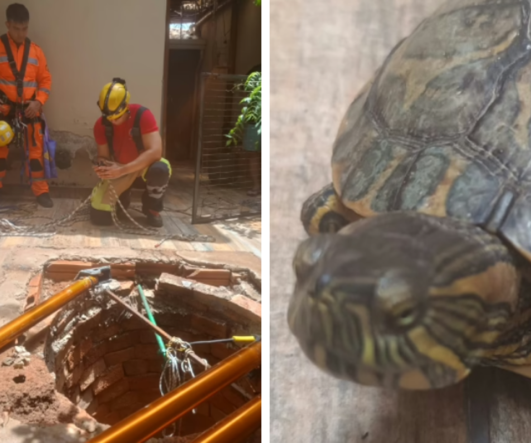 Tartaruga cai em cisterna de 18 metros e mobiliza operação de resgate em Montes Claros