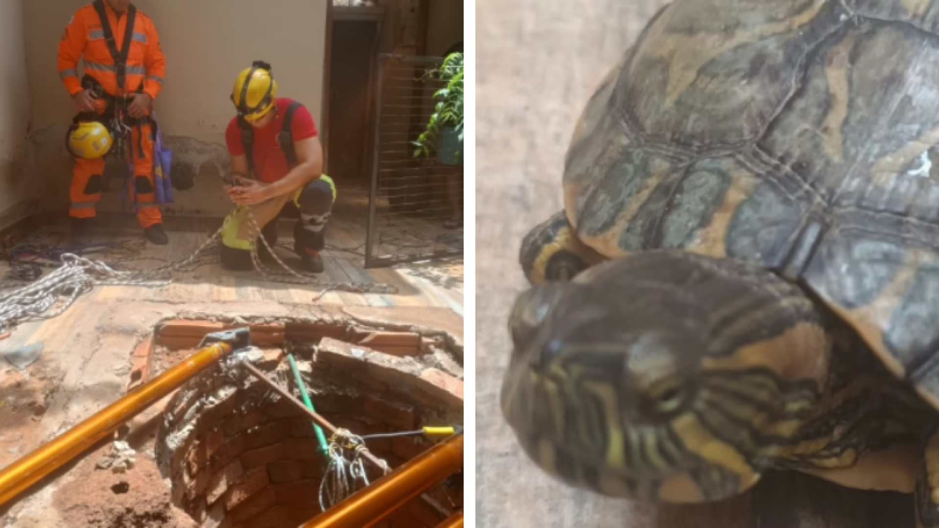 Tartaruga cai em cisterna de 18 metros e mobiliza operação de resgate em Montes Claros
