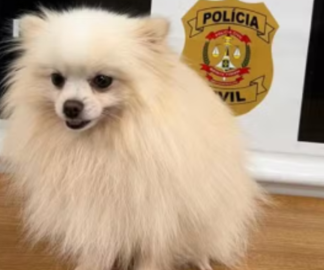 Homem é preso após invadir casa e furtar cachorro no Lago Norte, DF