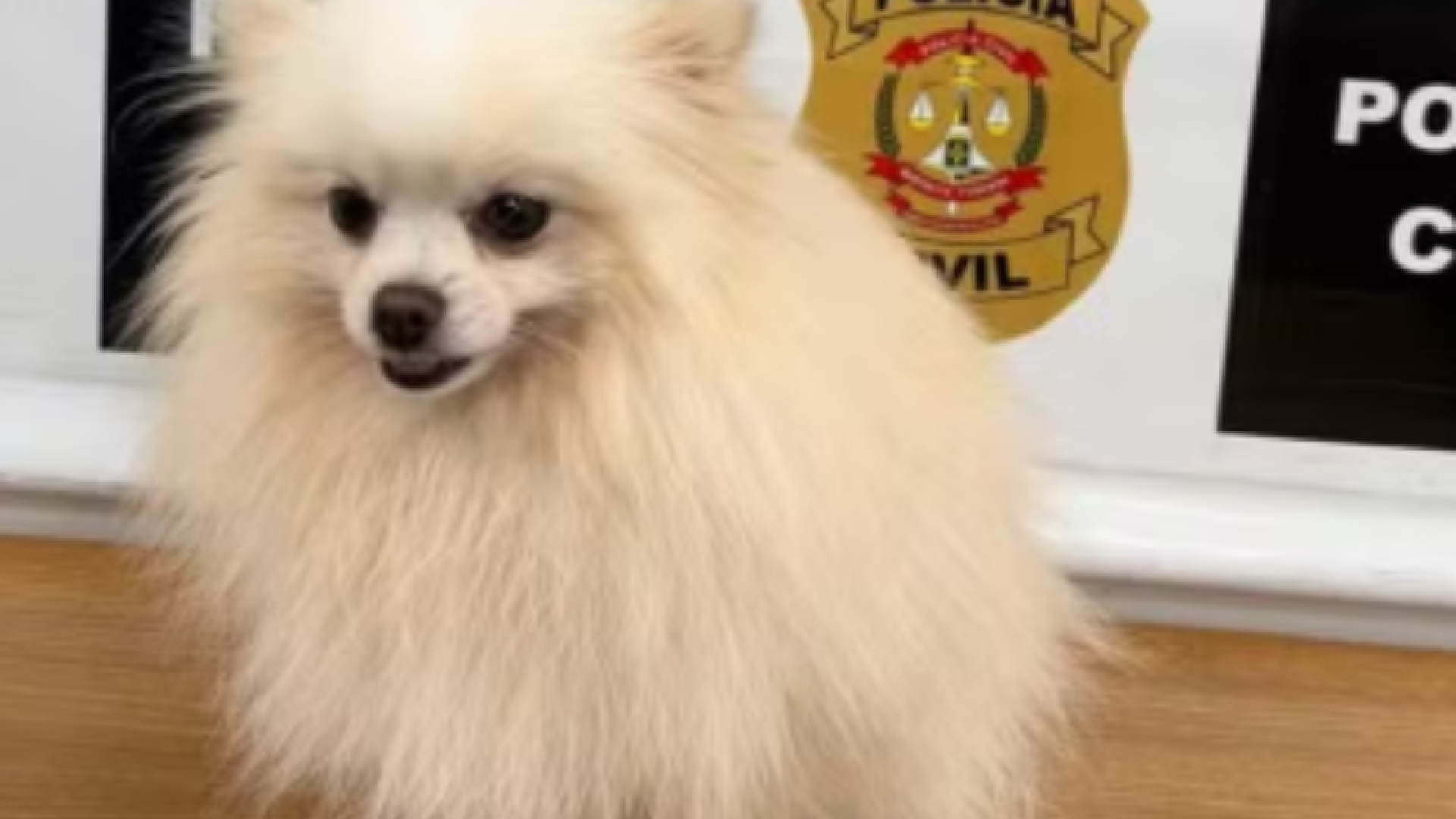 Homem é preso após invadir casa e furtar cachorro no Lago Norte, DF