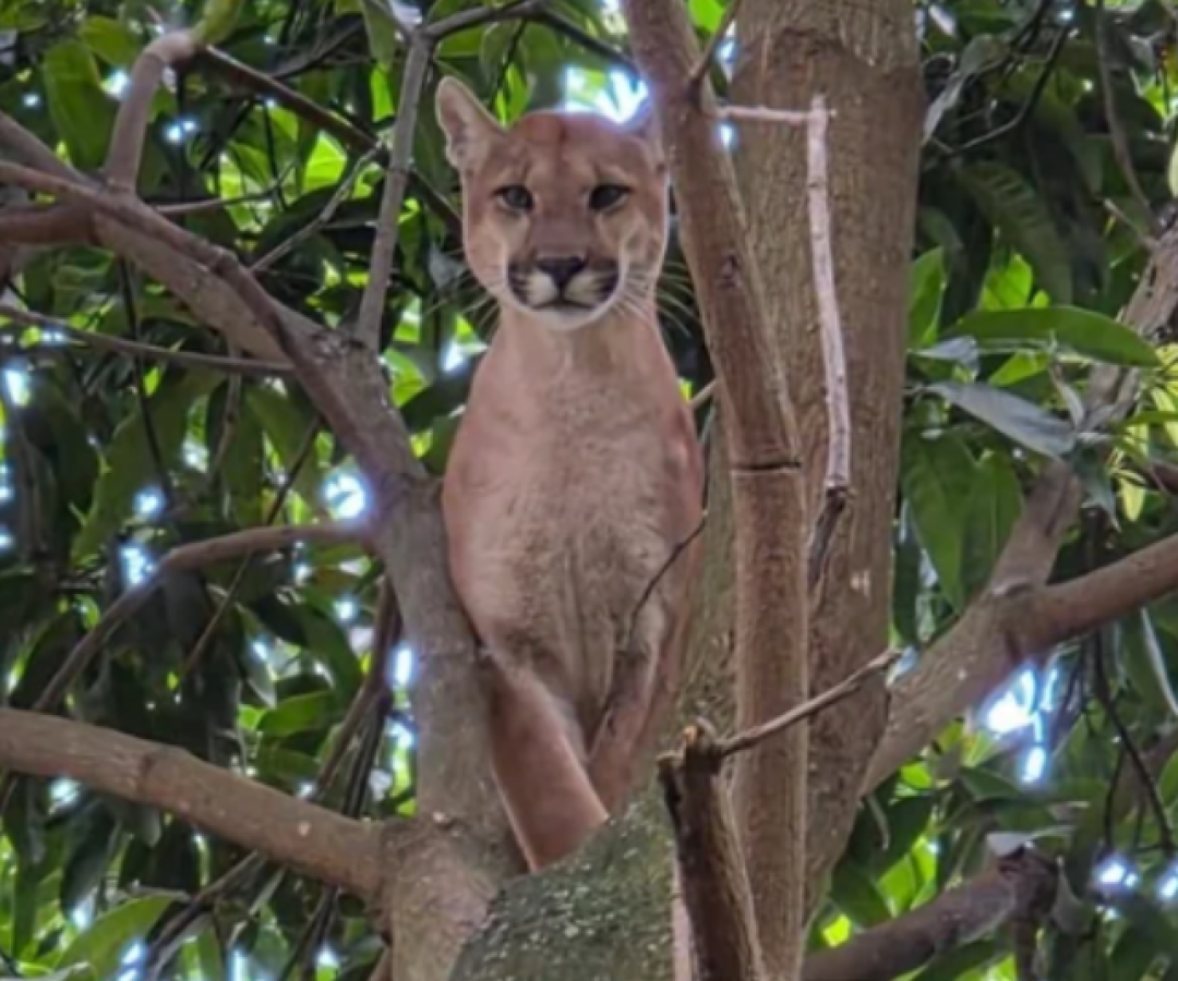 Onça-parda sobe em árvore após ser acuada por cães em chácara em Valparaíso (GO)