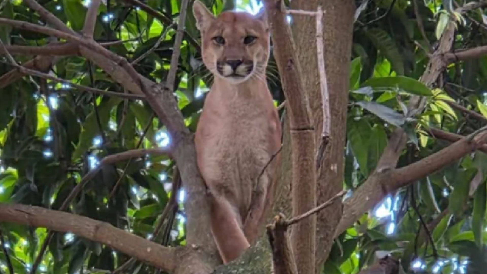 Onça-parda sobe em árvore após ser acuada por cães em chácara em Valparaíso (GO)