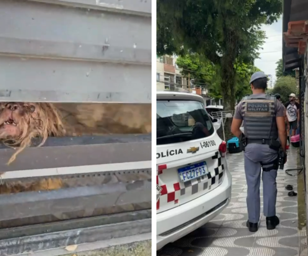 Cães são resgatados em situação de abandono dentro de casa em Santos