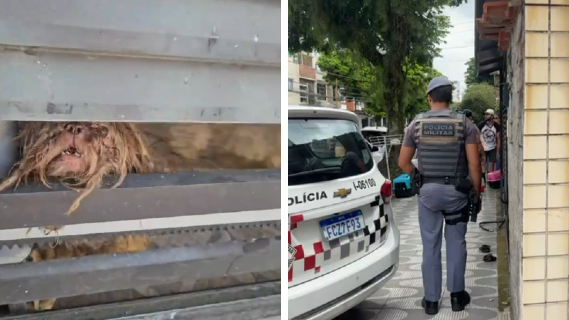 Cães são resgatados em situação de abandono dentro de casa em Santos