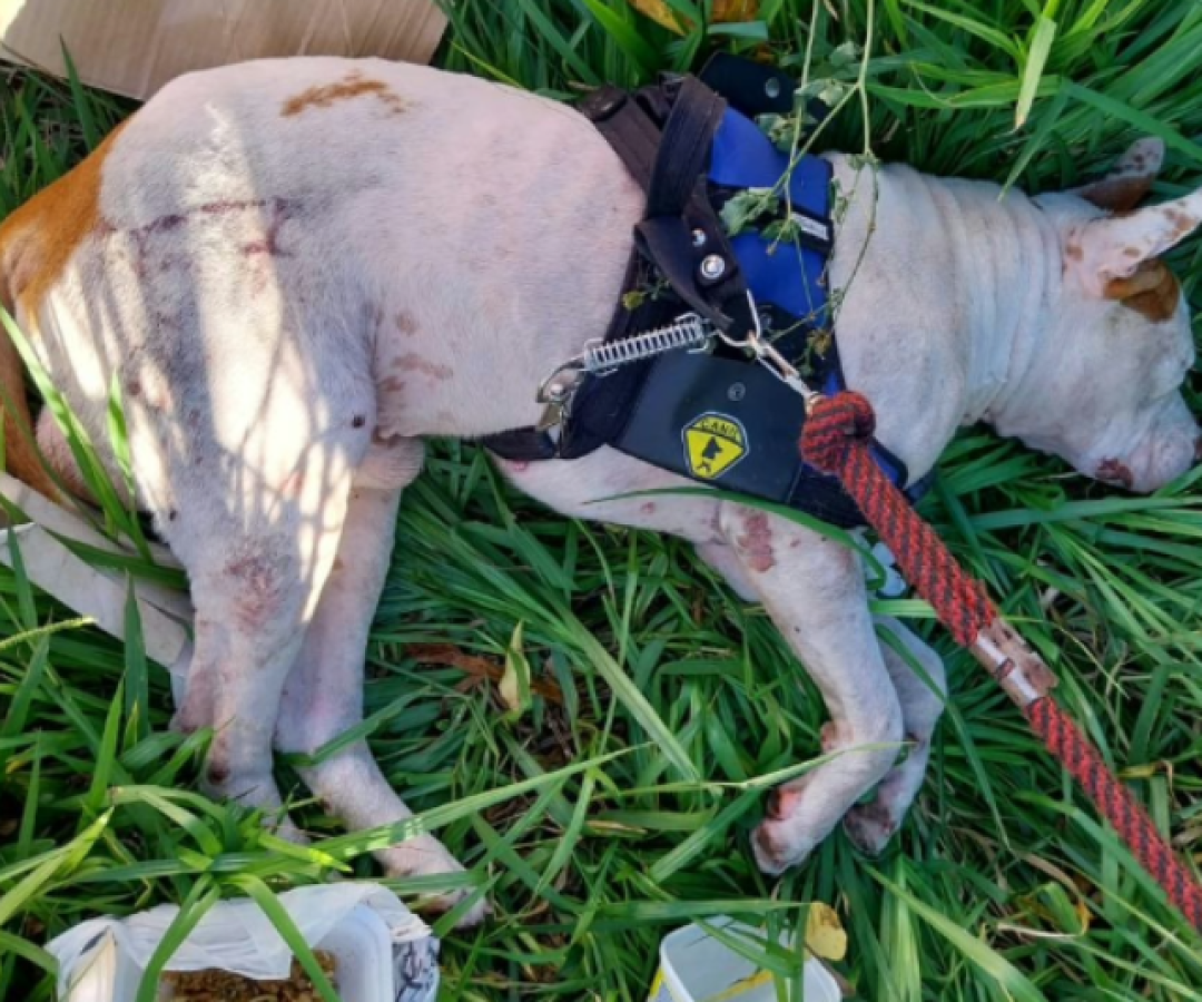 Homem é preso após espancar cachorro no Lagoinha, em Uberlândia