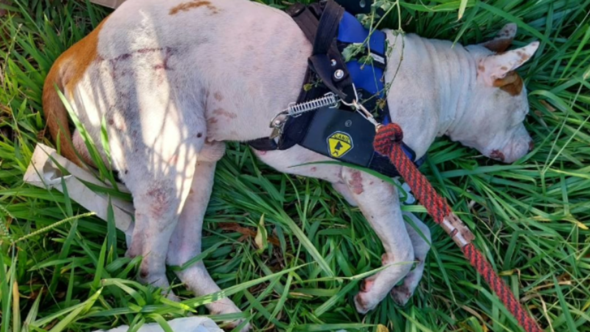 Homem é preso após espancar cachorro no Lagoinha, em Uberlândia