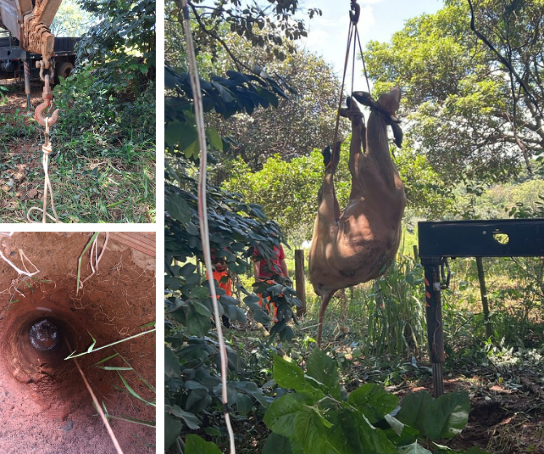 Vaca é resgatada após cair em cisterna de 18 metros na zona rural de Araxá