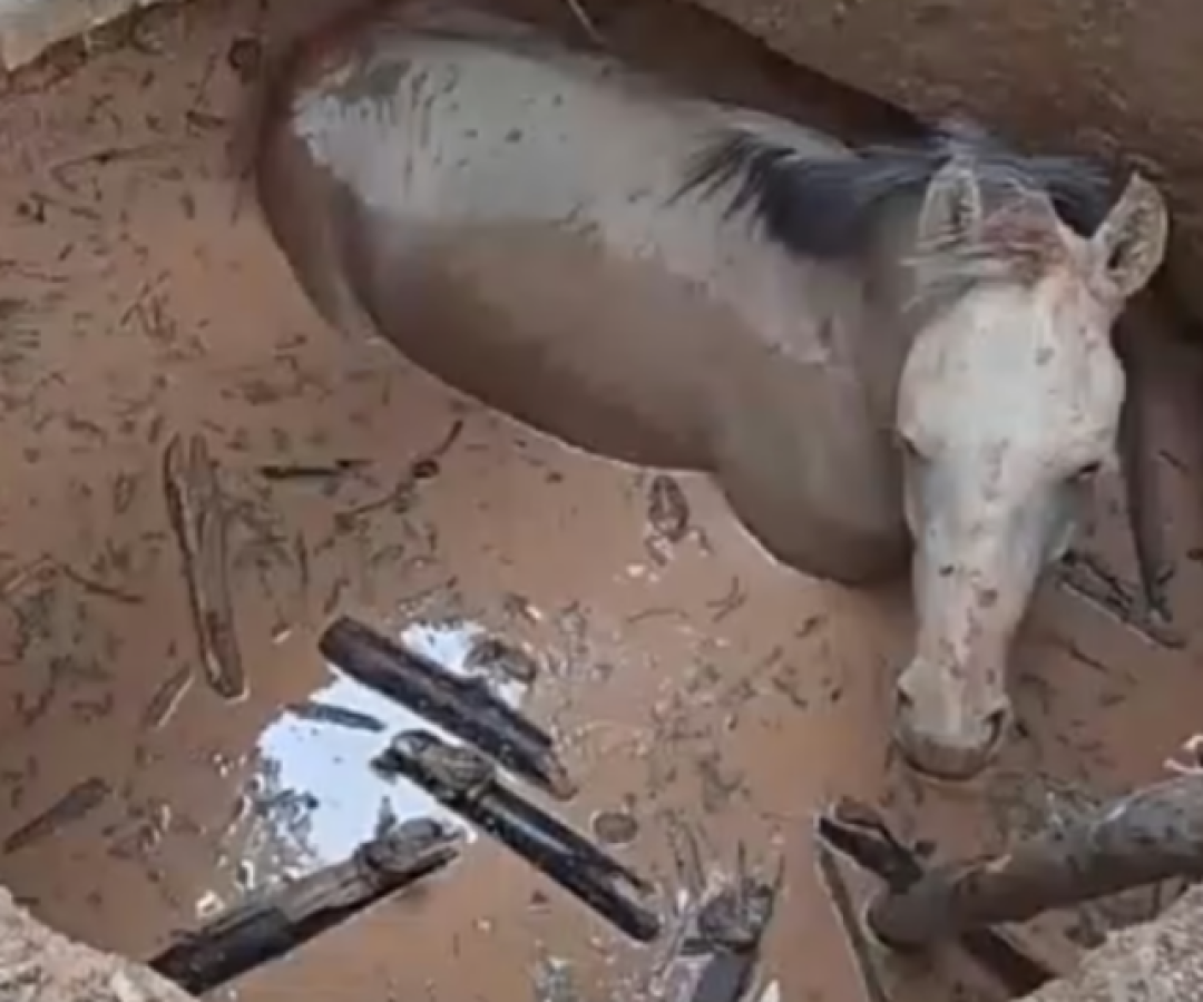 Cavalo cai em fossa com água e é resgatado por retroescavadeira em Unaí