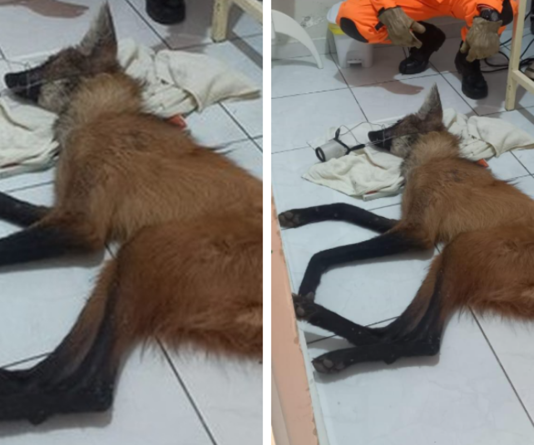 Lobo-guará baleado é resgatado por bombeiros e morre em Perdizes