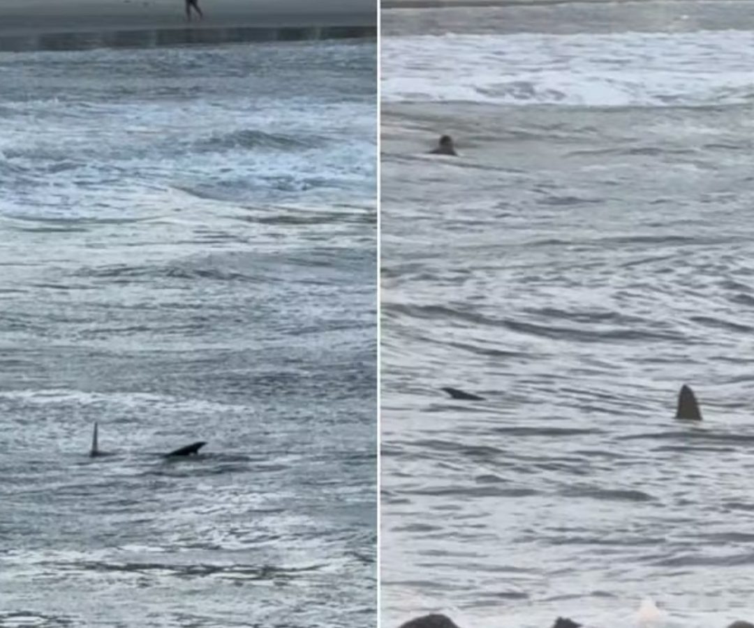 Tubarão é flagrado próximo à faixa de areia em praia do Guarujá
