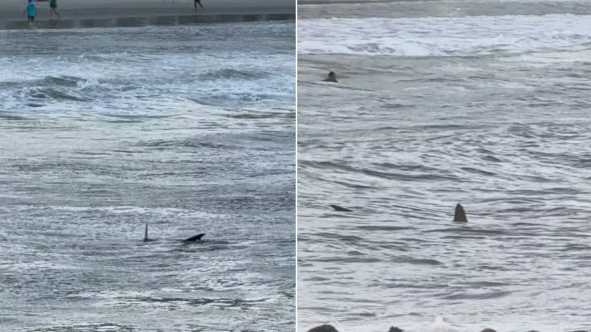 Tubarão é flagrado próximo à faixa de areia em praia do Guarujá