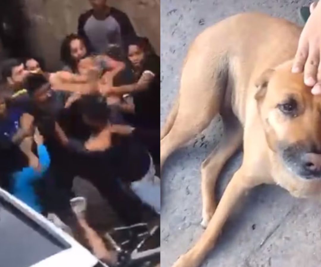 Vira-lata protege crianças de pitbull