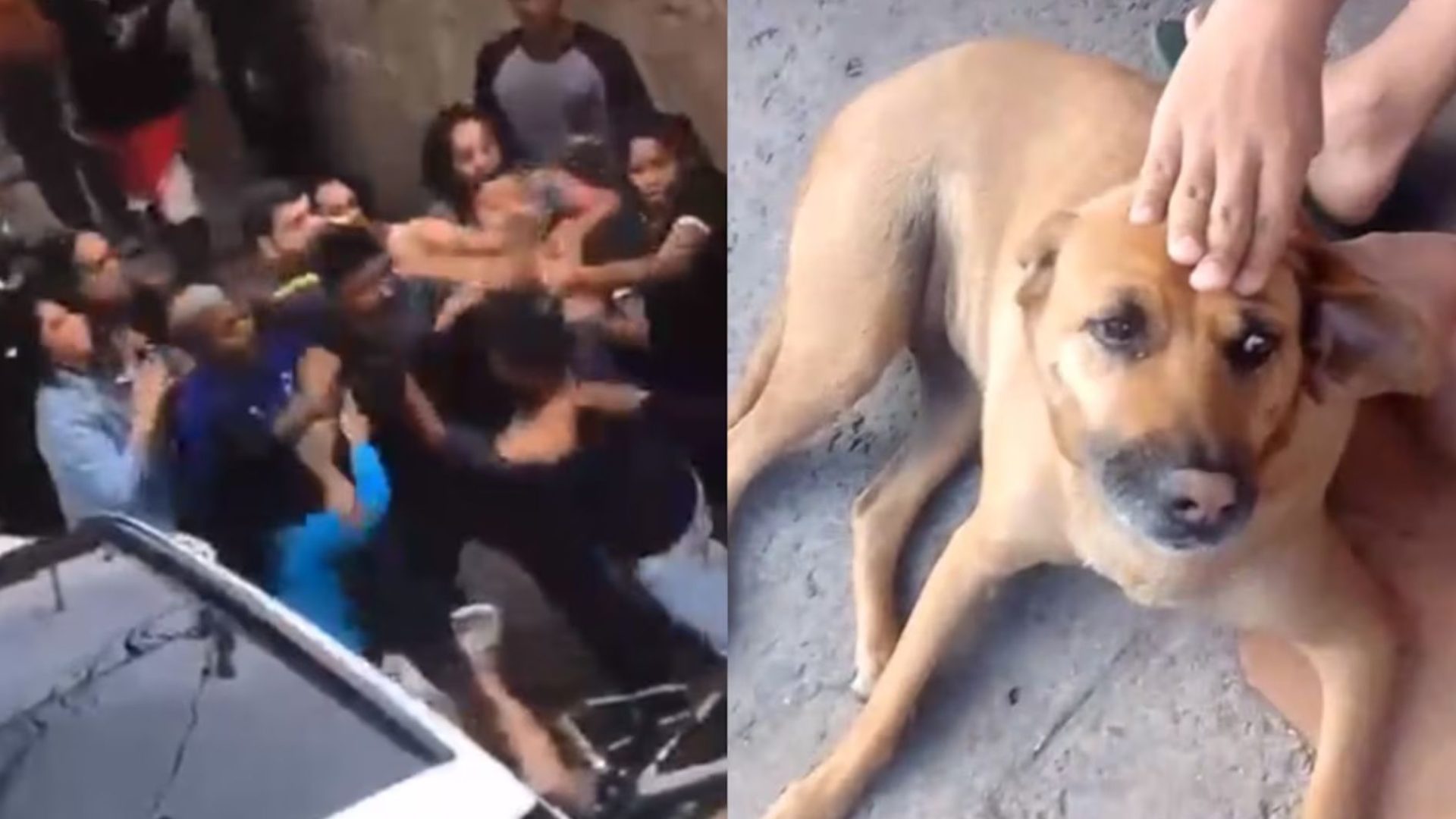 Vira-lata protege crianças de pitbull