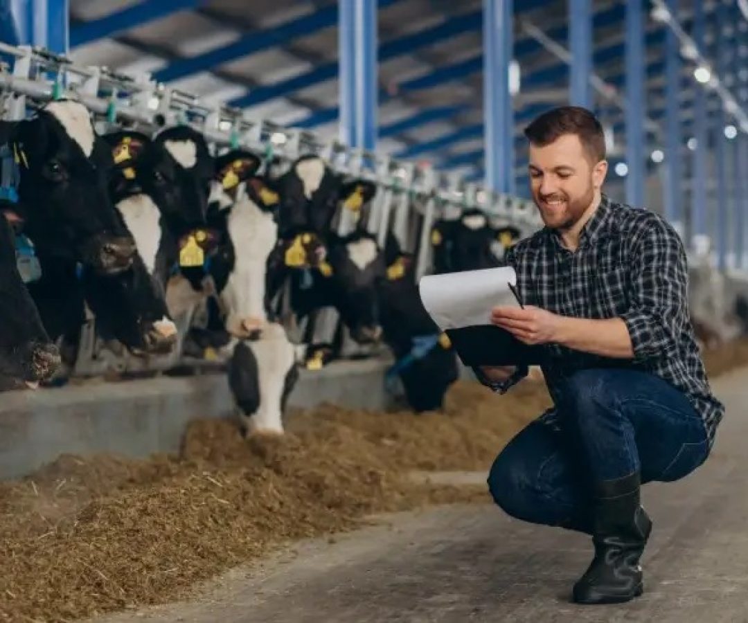 Pecuarista avaliando gado