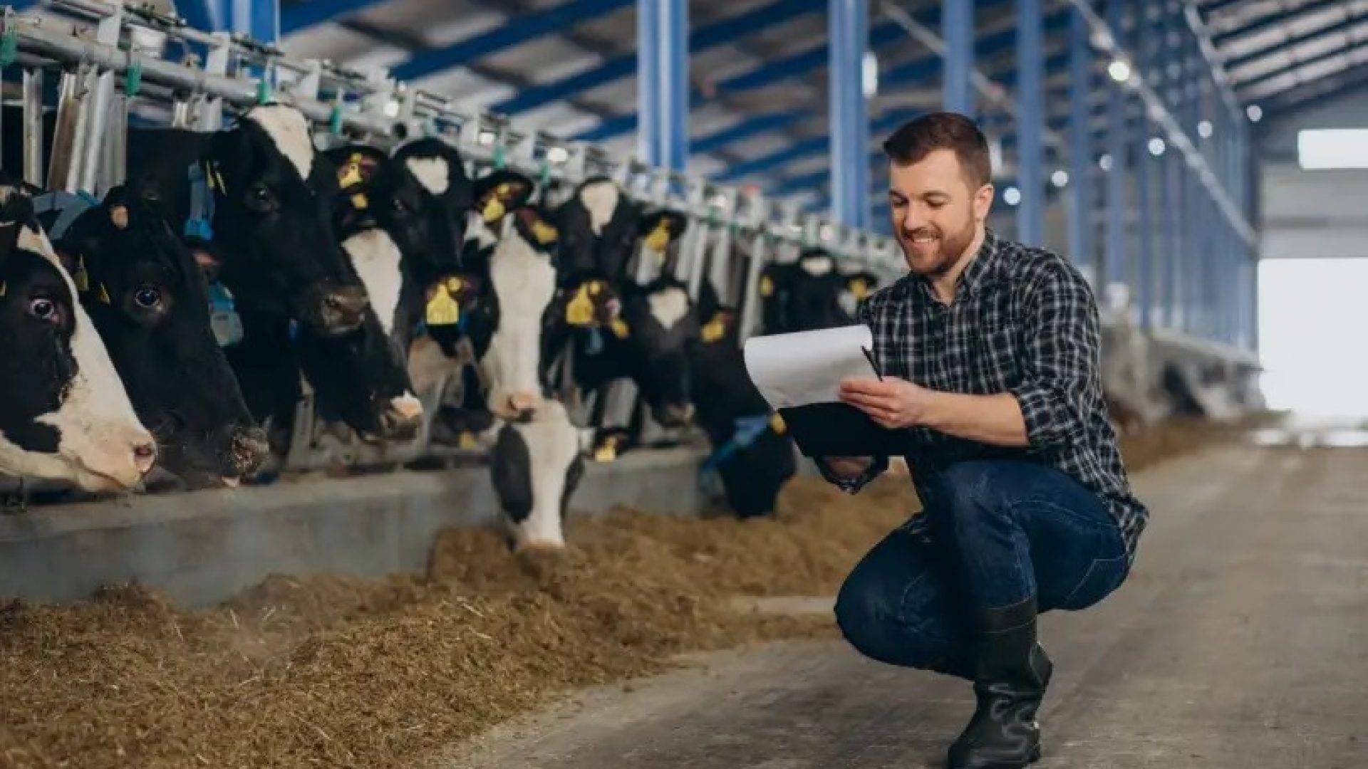 Pecuarista avaliando gado