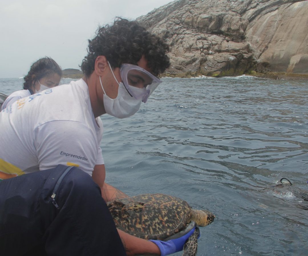 O Instituto Gremar promoveu, no último dia 14 de novembro, a soltura de três animais marinhos reabilitados: uma tartaruga-de-pente...