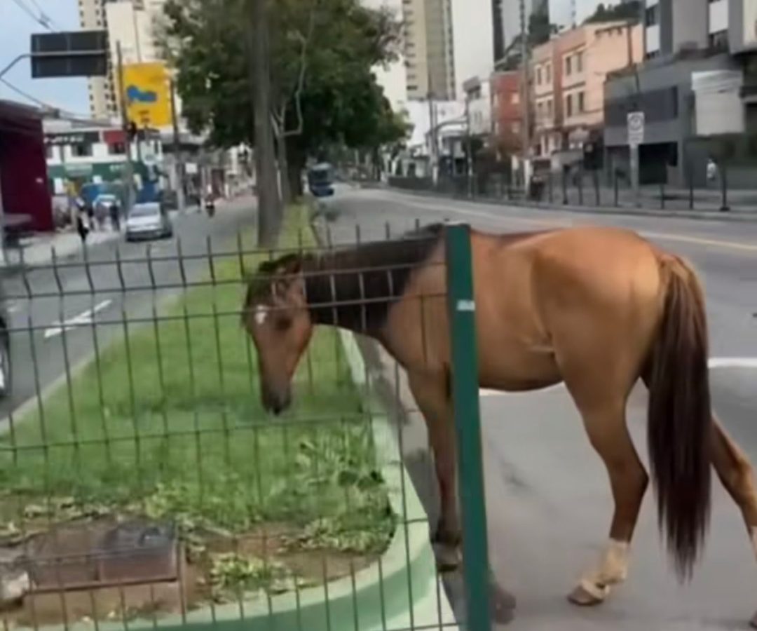 Foto: Reprodução internet