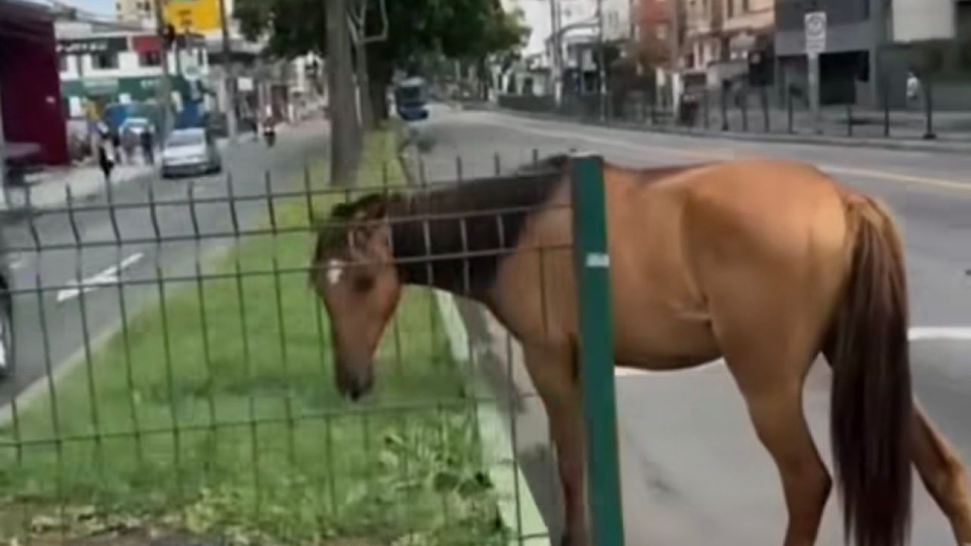 Foto: Reprodução internet