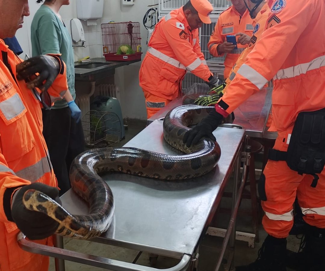 (foto: divulgação/ Corpo de Bombeiros)