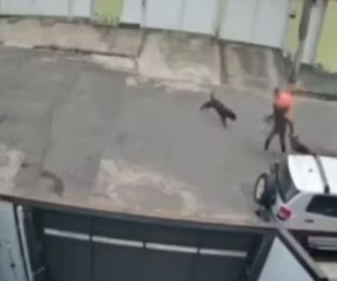 ataque de pitbull