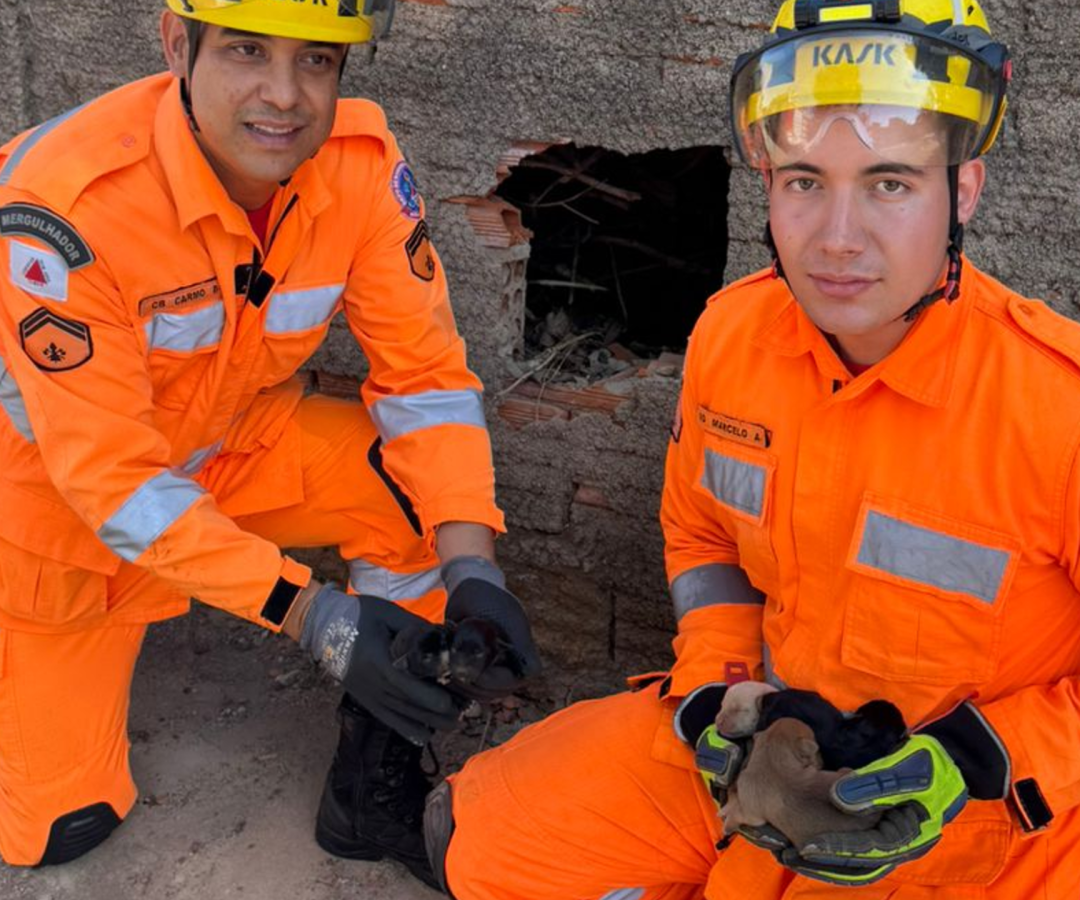 Cinco filhotes de cachorro foram resgatados pelo Corpo de Bombeiros de Uberaba nesta quarta (foto: divulgação/CBMG)