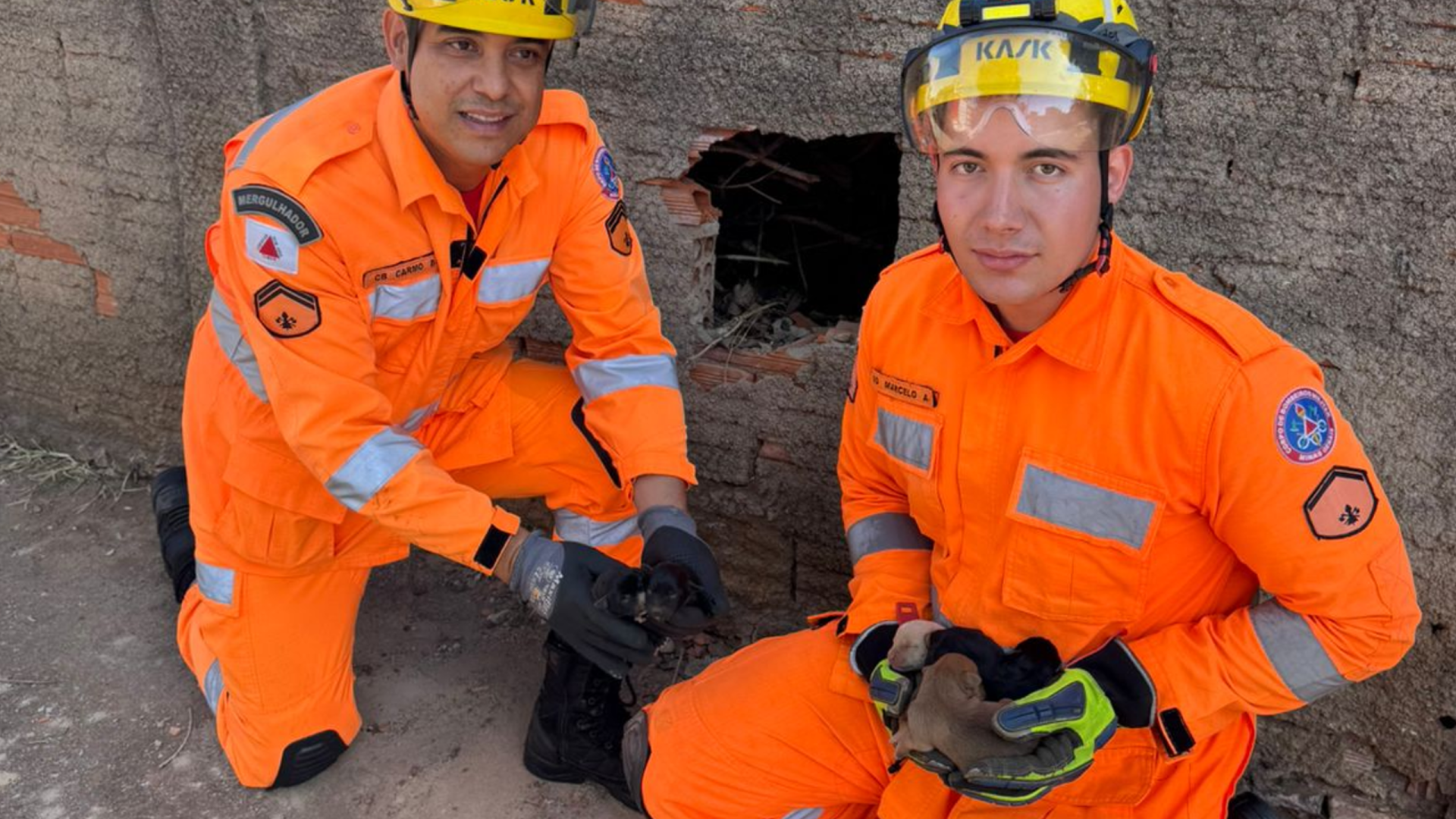Cinco filhotes de cachorro foram resgatados pelo Corpo de Bombeiros de Uberaba nesta quarta (foto: divulgação/CBMG)
