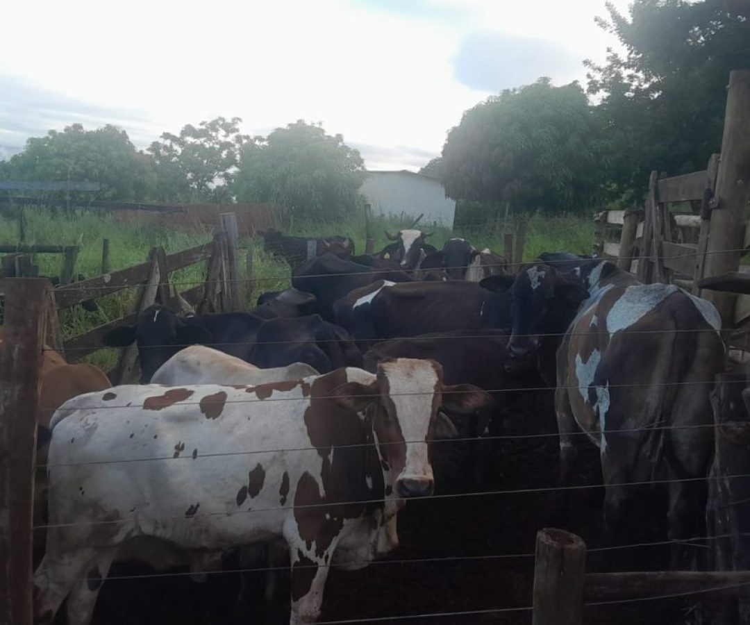 Foto: Divulgação/PMMG