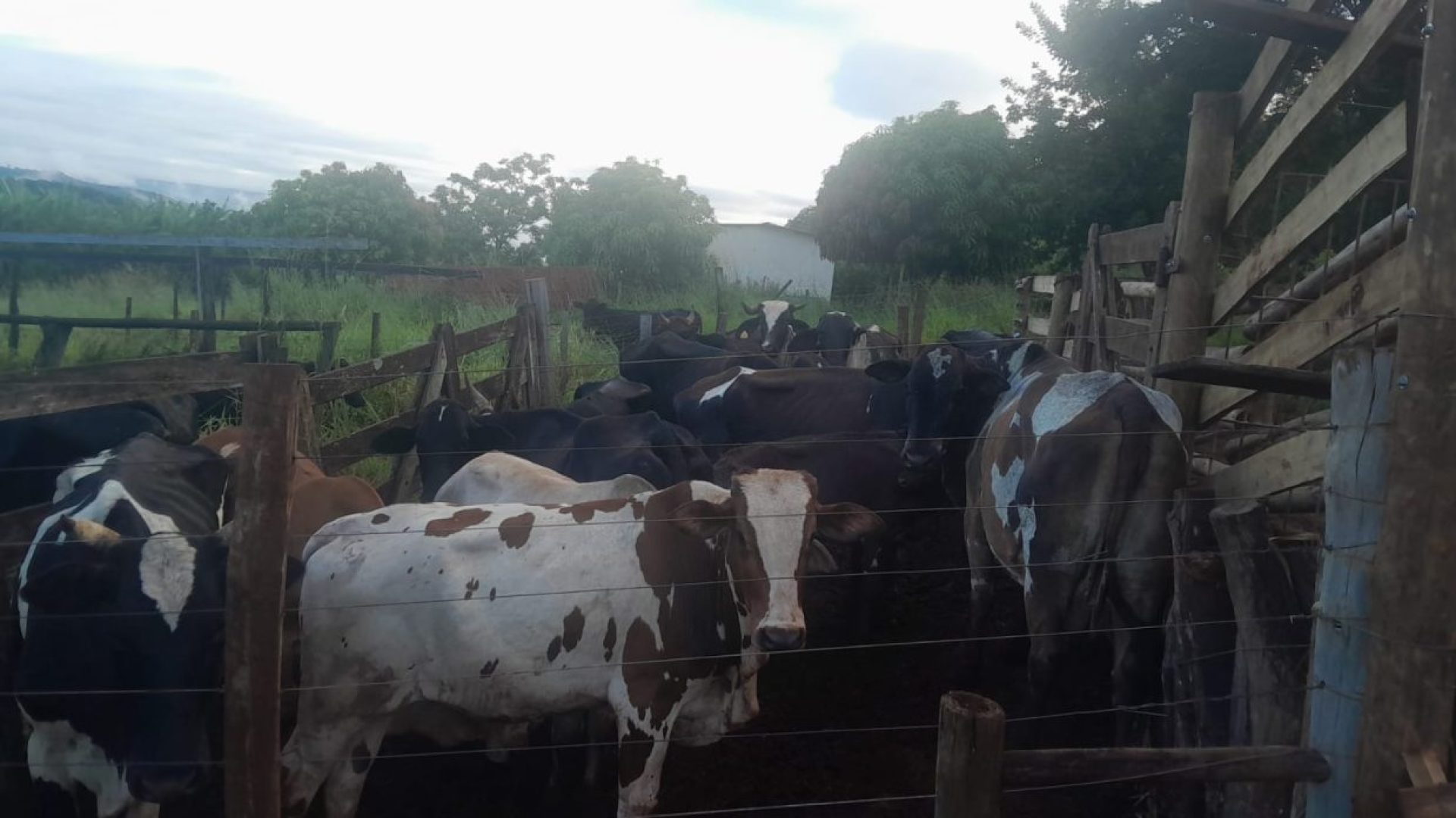 Foto: Divulgação/PMMG