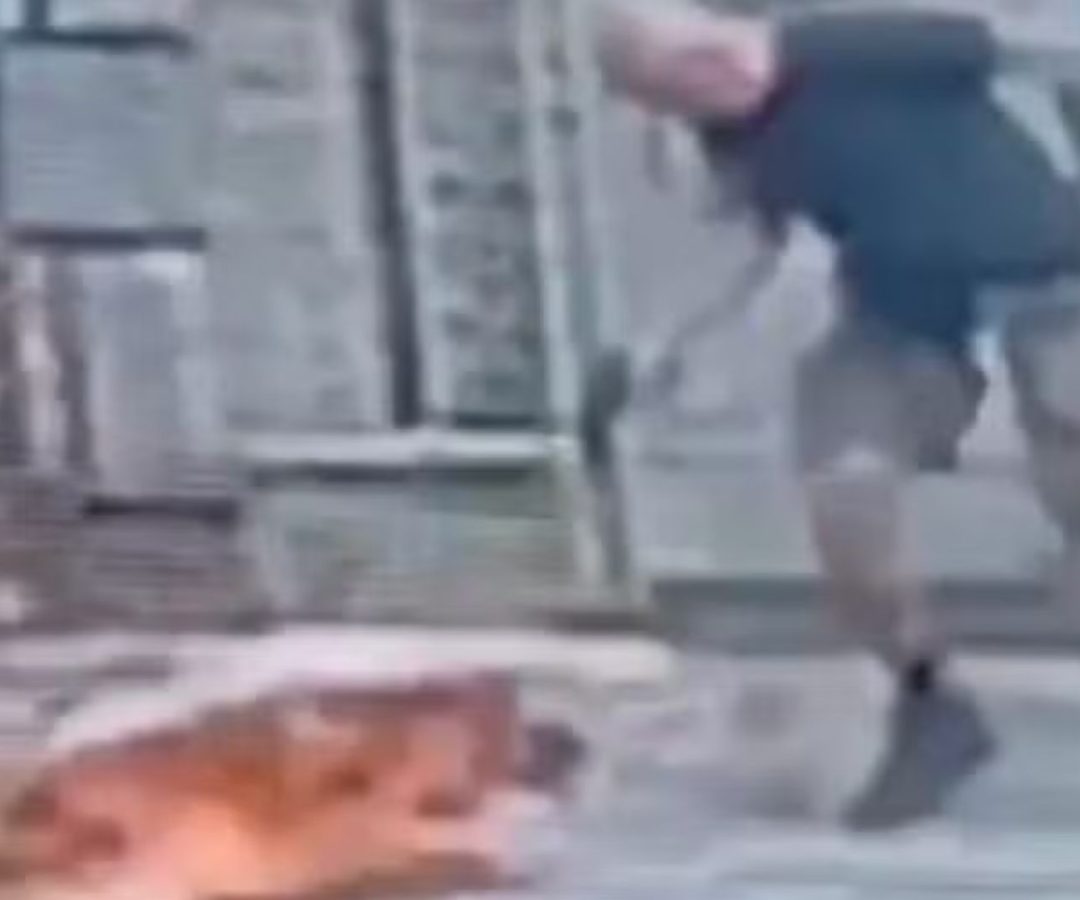cachorro morto a tiros