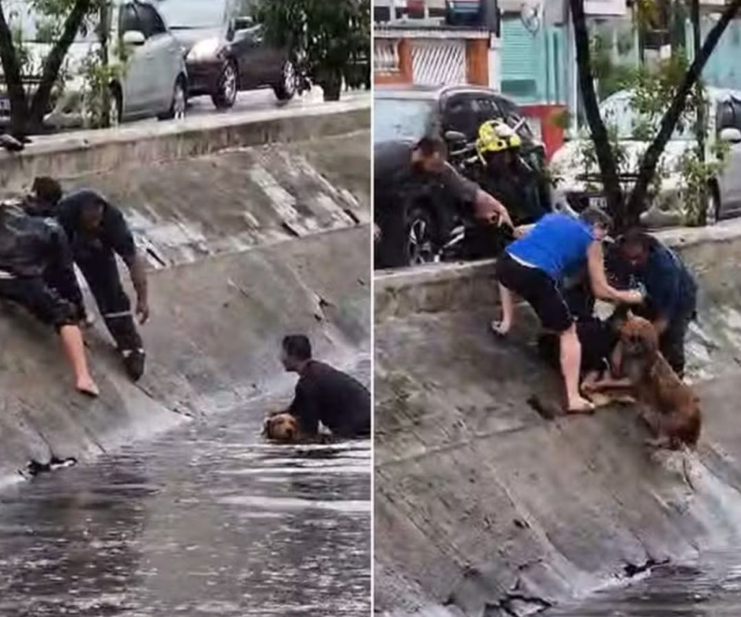 cachorro resgatado em canal de Santos