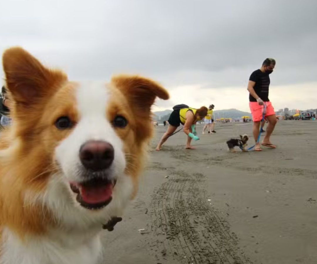 cães nas praias