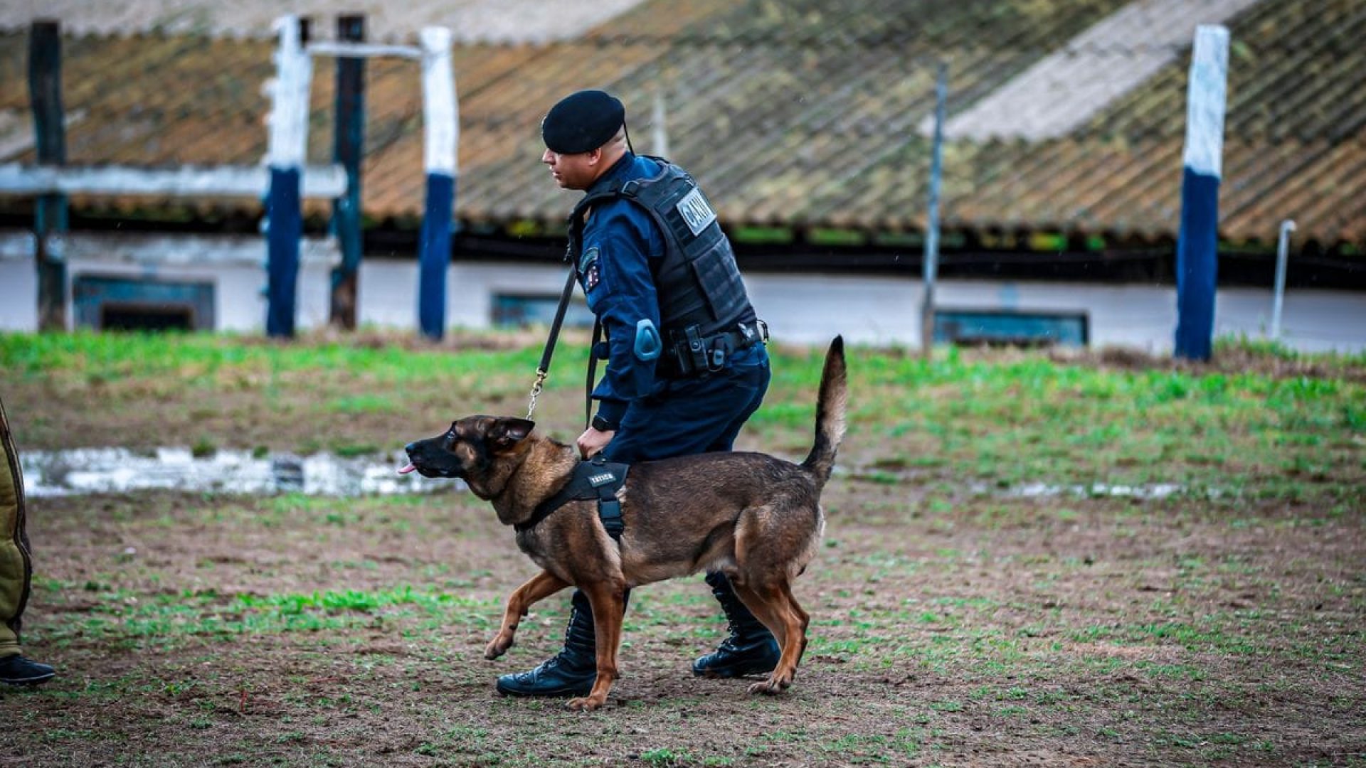 Canil da GCM de São Vicente conquista posição de destaque em campeonato nacional de cães policiais