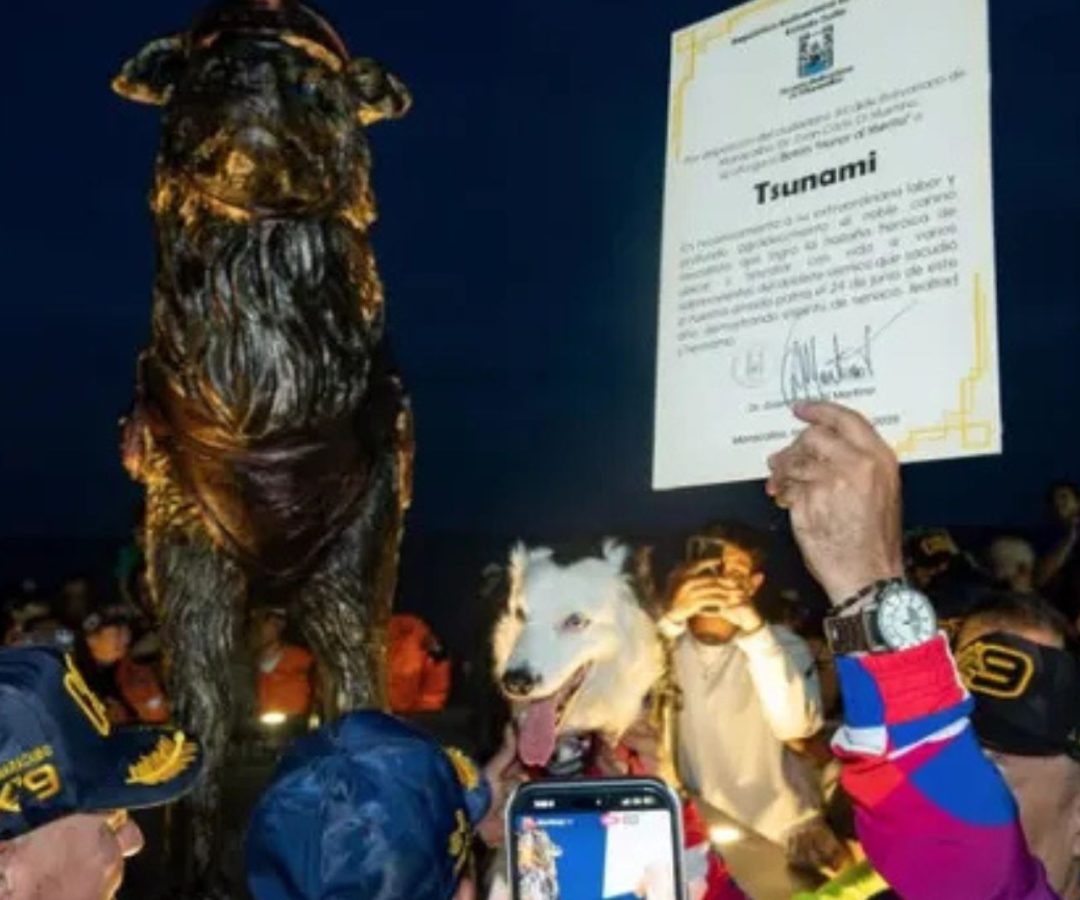 cão resgatista Tsunami