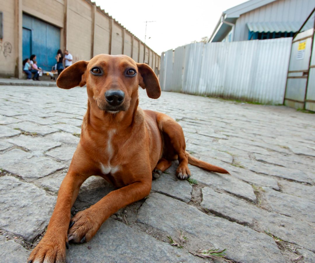 “Vira-Lata Caramelo” vira patrimônio cultural de São Paulo e símbolo da proteção animal
