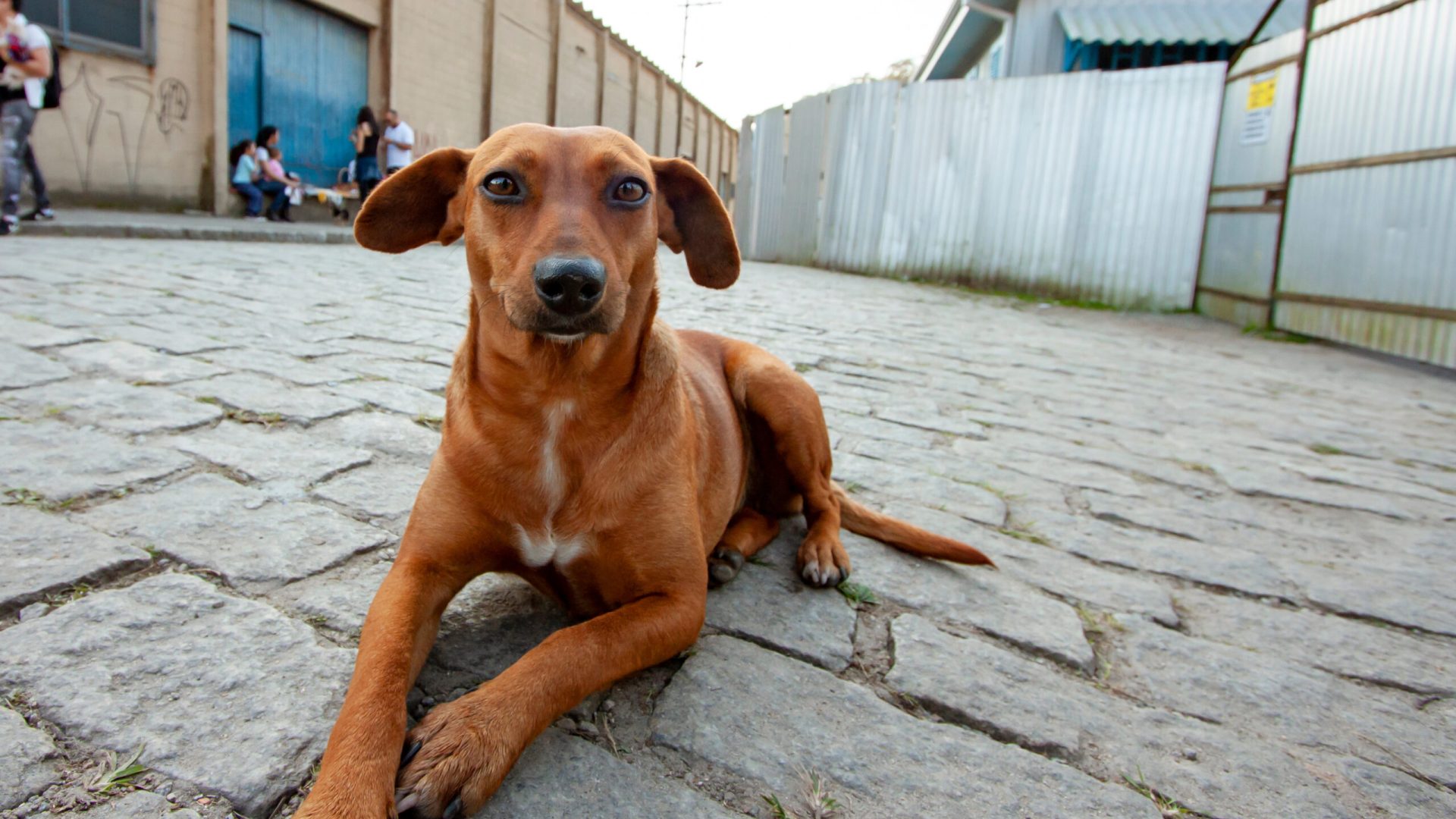 “Vira-Lata Caramelo” vira patrimônio cultural de São Paulo e símbolo da proteção animal