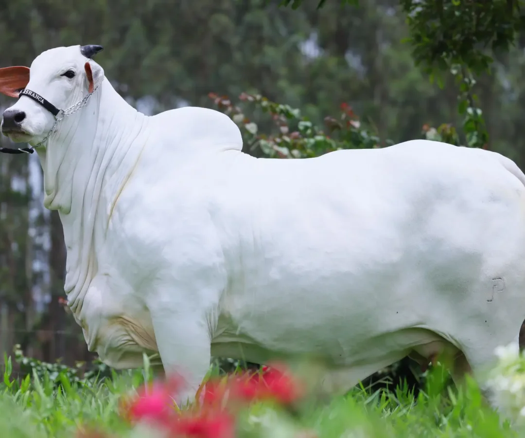 (Foto: divulgação/Casa Branca Agropastoril)
