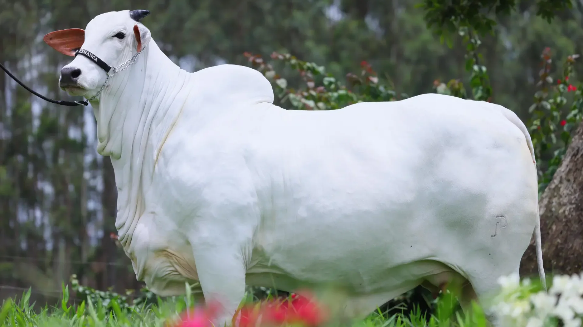 (Foto: divulgação/Casa Branca Agropastoril)